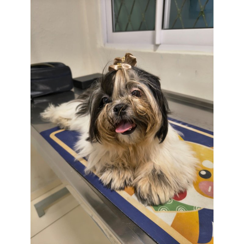 Pet feliz 7